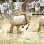 No roar on the muddy track as Maramadi, Kerala’s bull surfing contest, misses another year