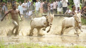 No roar on the muddy track as Maramadi, Kerala’s bull surfing contest, misses another year