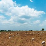 Seven low-pressure systems, but little rain relief for Andhra Pradesh