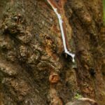 New study suggests measures for propping up Keralam’s ailing natural rubber sector