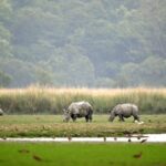 Four years after Supreme Court-formed panel’s nudge, Assam mum on construction in Kaziranga animal corridors