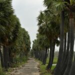 Farmers’ associations seek lifting of toddy ban in Tamil Nadu