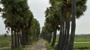 Farmers’ associations seek lifting of toddy ban in Tamil Nadu