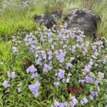 Chokramudy hills in Keralam open to tourists as Neelakurinji blooms