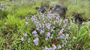 Chokramudy hills in Keralam open to tourists as Neelakurinji blooms