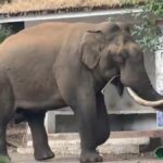 Munnar landscape accounts for highest number of deaths in wild elephant attacks in Keralam