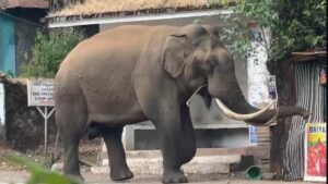 Munnar landscape accounts for highest number of deaths in wild elephant attacks in Keralam