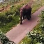 Tourists provoke wild tusker in Idukki