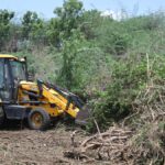 Madras High Court orders release of ₹185 crore for eradicating seemai karuvelam