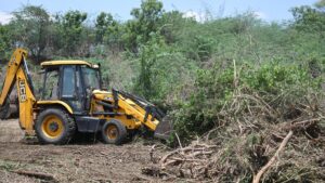 Madras High Court orders release of ₹185 crore for eradicating seemai karuvelam
