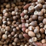 DRI uncovers illegal use of SAFTA agreement in arecanut imports to India
