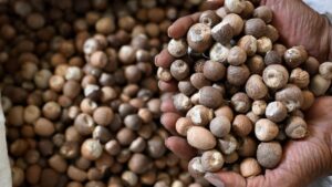DRI uncovers illegal use of SAFTA agreement in arecanut imports to India