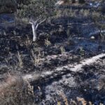 Wildfires kill 12 in Algeria as severe heatwave sweeps North Africa