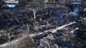 Wildfires kill 12 in Algeria as severe heatwave sweeps North Africa