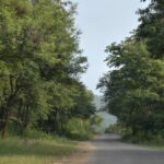 Hanur shoot-out case: Fourth man releases video on killing of three suspected poachers by Forest Department