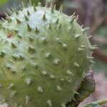 Karnataka seeks Central action against e-commerce firms over datura sale