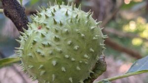 Karnataka seeks Central action against e-commerce firms over datura sale
