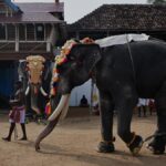 Not delving into religious rights, only dealing with well-being and health of captive elephants, Supreme Court says