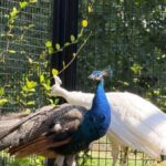 India donates five peacocks to UN office in Geneva