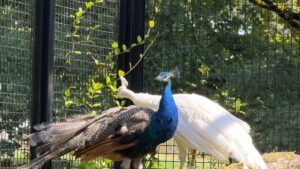 India donates five peacocks to UN office in Geneva