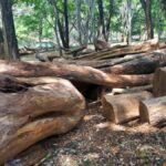 Madras High Court stops felling of rosewood trees on private lands