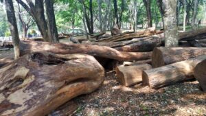 Madras High Court stops felling of rosewood trees on private lands