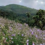 Neelakurinji-like bloom adds charm to Kudremukh Hills