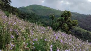 Neelakurinji-like bloom adds charm to Kudremukh Hills