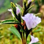 MoEFCC urges NGT to direct States to submit annual plan of operation for Neelakurinji conservation