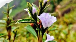 MoEFCC urges NGT to direct States to submit annual plan of operation for Neelakurinji conservation
