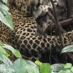 Leopard, caught in wild boar trap, dies in Keralam’s Kannur