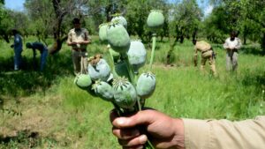 Opium farmers demand more farming licences, ₹1 lakh per kilogram