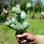 Opium farmers demand more farming licences, ₹1 lakh per kg