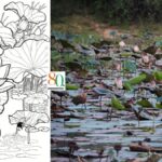 Independence Day 2026: A hidden lake of lotuses, and the India I keep seeking