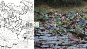 Independence Day 2026: A hidden lake of lotuses, and the India I keep seeking