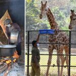 Legislature panel suggests Singapore’s Mandai Wildlife Reserve model for developement of Tirupati, Vizag zoo parks