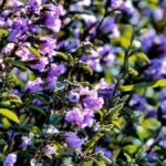 Kerala’s Chokramudi hills to open for tourists as Neelakurinji blooms paint Munnar blue