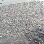 Oxygen depletion kills a large number of Jalebi fish in Palar river near Ambur