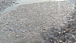 Oxygen depletion kills a large number of Jalebi fish in Palar river near Ambur