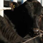 ‘Betrayal’: US ranchers lash out at Trump’s plan to cut tax on beef imports