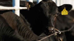 ‘Betrayal’: US ranchers lash out at Trump’s plan to cut tax on beef imports
