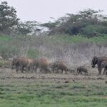 No State can block traditional routes of elephants: Supreme Court