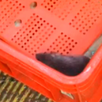 Rat in Maharashtra’s Kalyan hub prompts residents to seek FDA intervention
