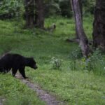 Awareness meeting to limit human-sloth bear interactions in Nilgiris held