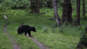 Awareness meeting to limit human-sloth bear interactions in Nilgiris held