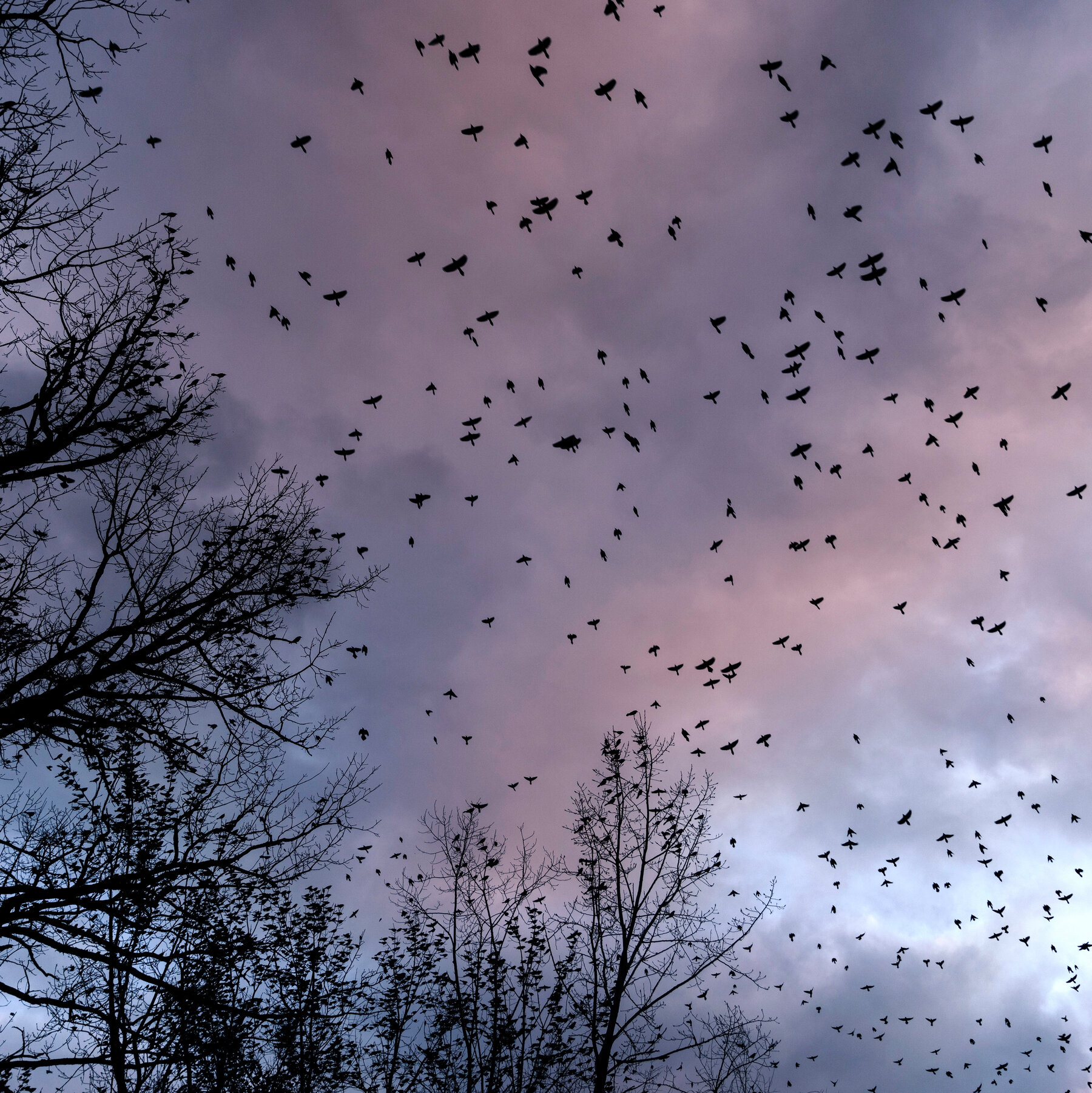 As Millions of Birds Migrate, Residents Are Asked to Turn Off the Lights