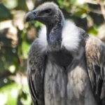 As vultures disappear, minister calls for ‘safe zones’