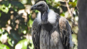 As vultures disappear, minister calls for ‘safe zones’