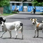 Chile, Bhutan show rabies can be beaten, but India’s 2030 target faces hurdles
