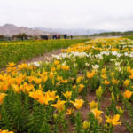 Flowers at 10,600ft: World’s highest twin fields unveiled in Leh